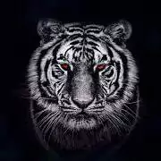 black background dp black background dp